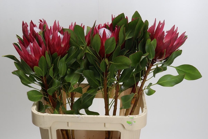<h4>Protea Cynaroides Madiba</h4>