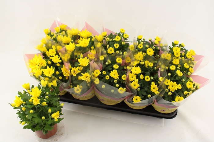 <h4>CHRYS ART SPIDERMAN</h4>