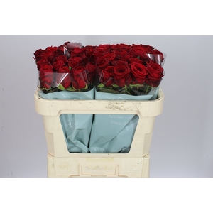 Rosa Gr Red Naomi A2 Porta