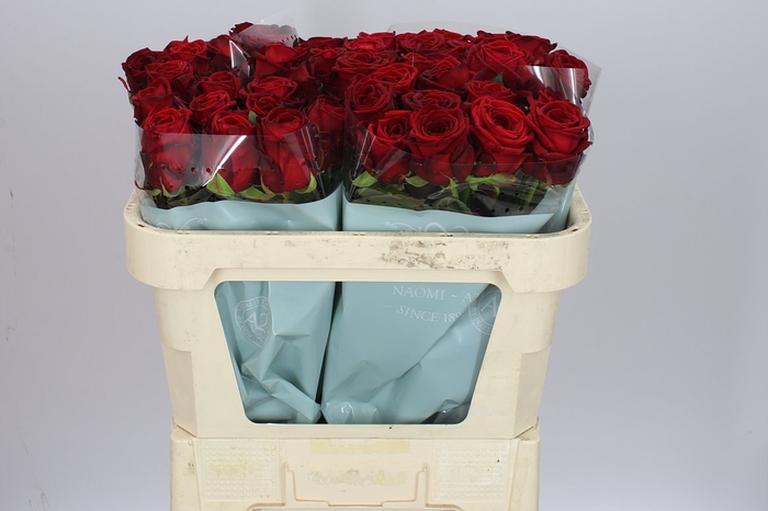 <h4>Rosa Gr Red Naomi A2 Porta</h4>