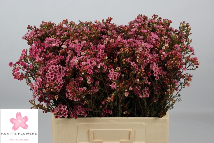 <h4>CHAME SARAHS DELIGHT</h4>