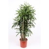 Dracaena Riki