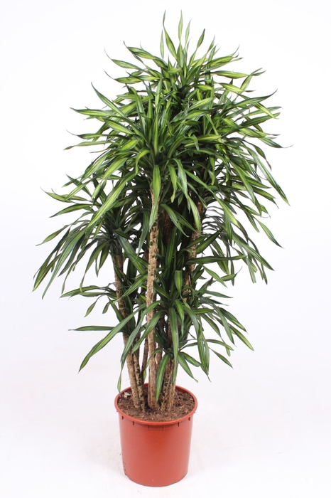 Dracaena Riki