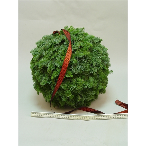 <h4>Nobilis ballen diameter 35cm besneeuwd</h4>