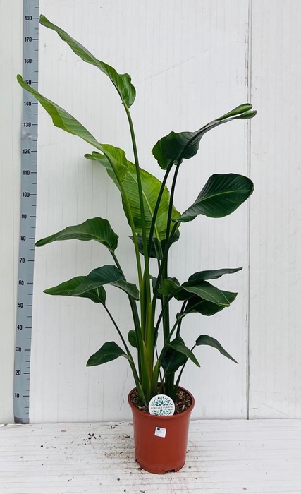 <h4>STRELITZIA NICOLAI</h4>