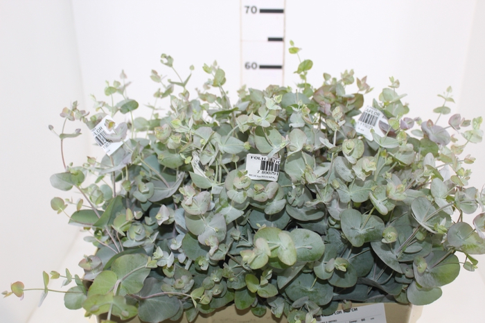 <h4>FOLHAGEM EUCAFLOR 060 CM</h4>