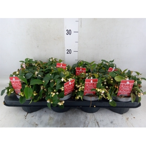 Gaultheria   ...white berry