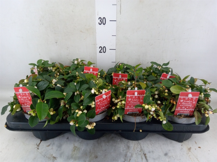 <h4>Gaultheria   ...white berry</h4>