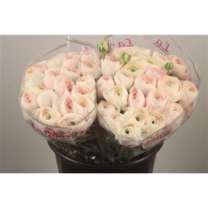 Ran.. Su Hanoi Extra