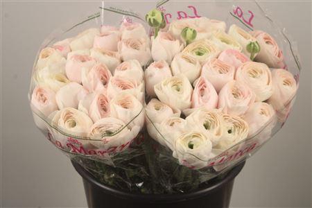 Ran.. Su Hanoi Extra