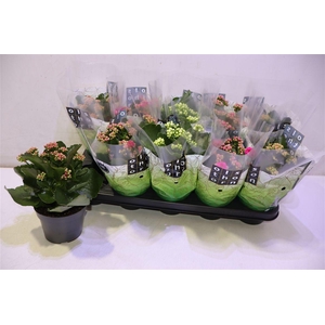 arr8 Kal Ge Gem 4 Kl