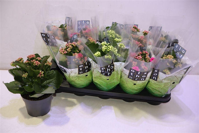 <h4>arr8 Kal Ge Gem 4 Kl</h4>