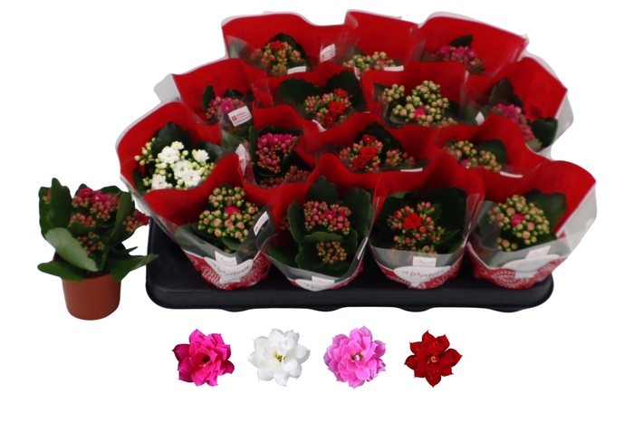 <h4>KAL GE RO GEM 4 KL</h4>