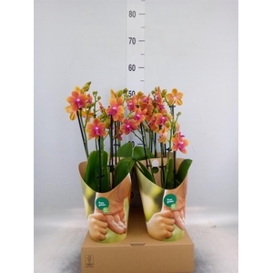Phalaenopsis multi. 'Ant Bolgheri'