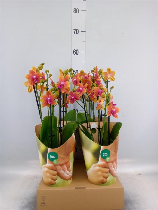 <h4>Phalaenopsis multi. 'Ant Bolgheri'</h4>