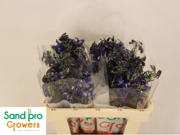 <h4>DELPH EN DONNA</h4>