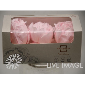 Preserved paeonia white