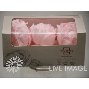 Preserved paeonia white