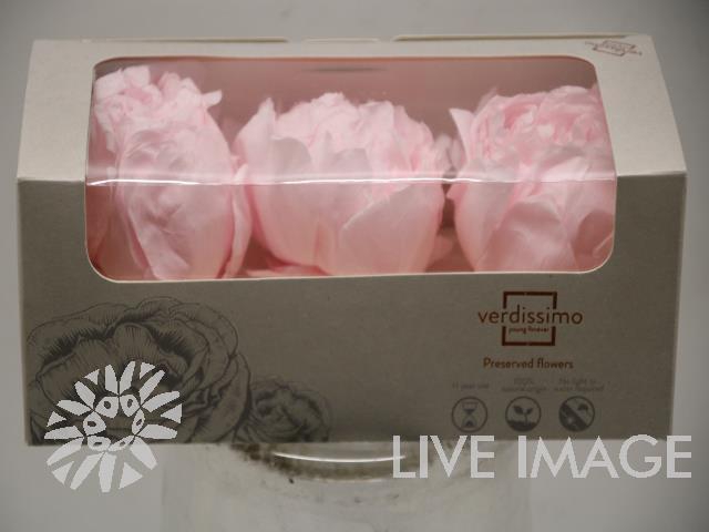 <h4>Preserved paeonia white</h4>