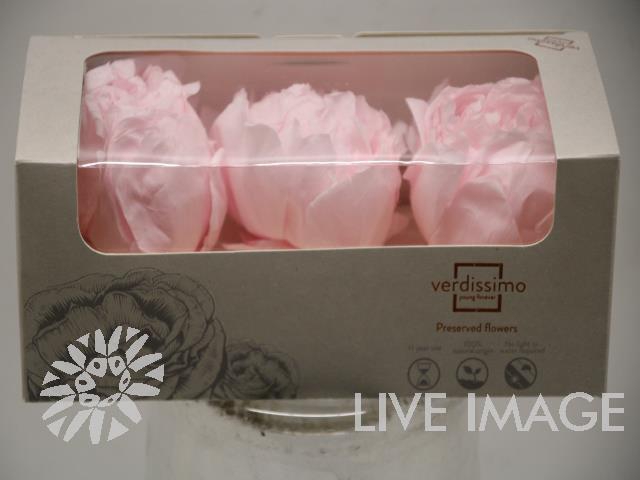 <h4>Preserved paeonia white</h4>