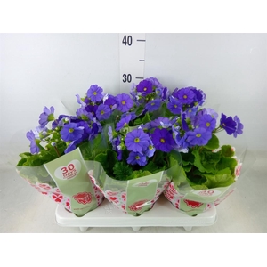 Primula obcon. 'Touch Me Dark Blue'