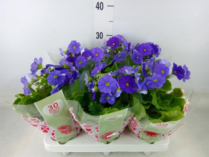 <h4>Primula obcon. 'Touch Me Dark Blue'</h4>