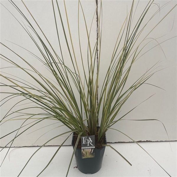 <h4>Cortaderia sell. 'Mini Goldpampas'</h4>