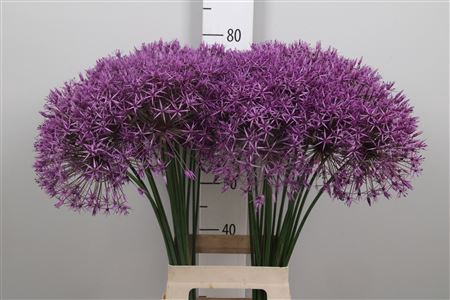 <h4>Allium Purple Rain</h4>