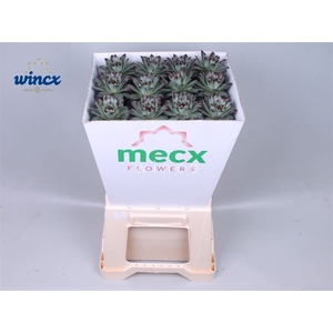 Sempervivum Tectorum (mecx Flowers) Mecx-emmer 8cm