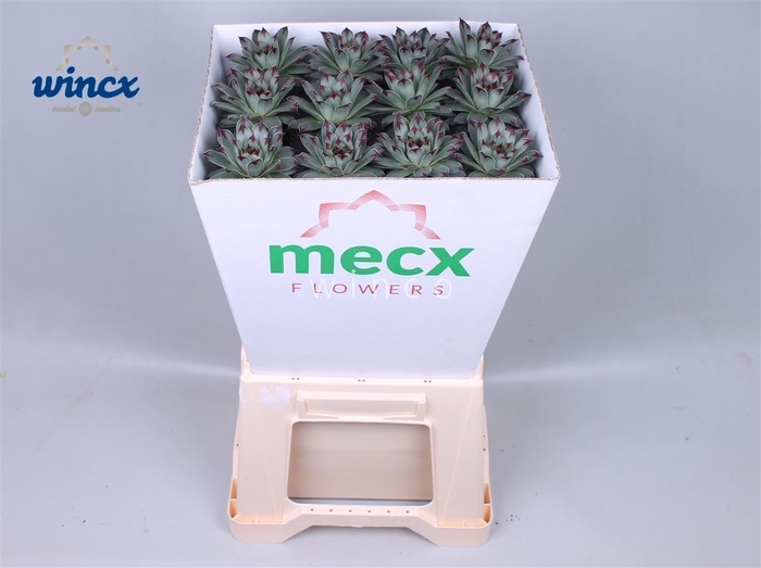 <h4>Sempervivum Tectorum (mecx Flowers) Mecx-emmer 8cm</h4>