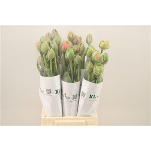 Tu Fr Du Gudoshnik Doub