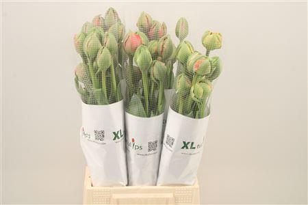 <h4>Tu Fr Du Gudoshnik Doub</h4>