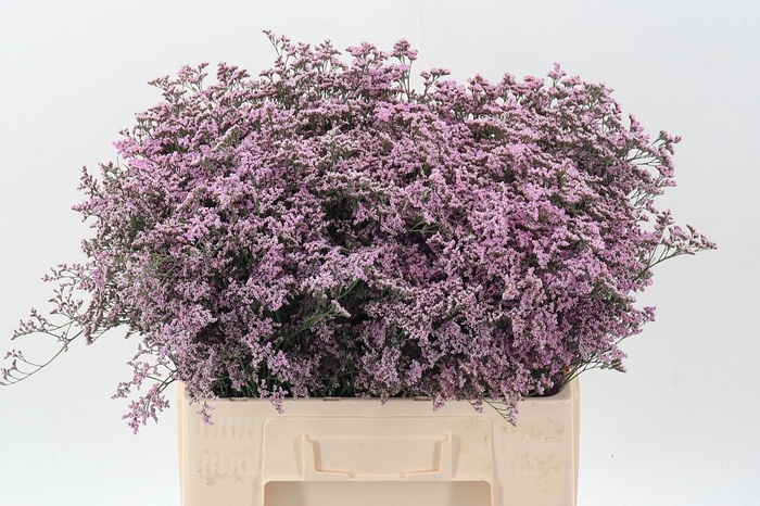 <h4>Lim Saf Oshi Pink</h4>