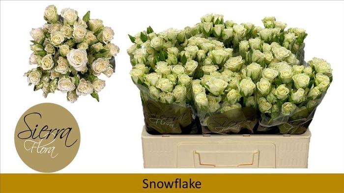 <h4>Rosa spray snowflake</h4>
