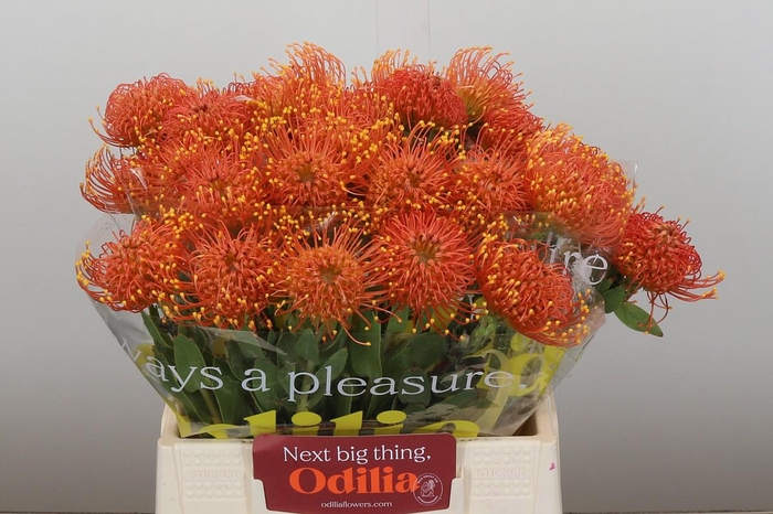 <h4>Nutans Gold Dust</h4>