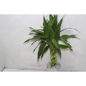 BAMBU TORCIDO RESINA