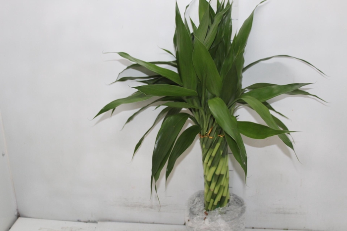 <h4>BAMBU TORCIDO RESINA</h4>