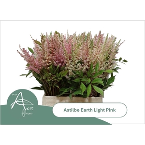 Astil Ar Eart L Pink