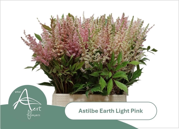 <h4>Astil Ar Eart L Pink</h4>