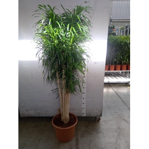 Dracaena refl. 'Anita'