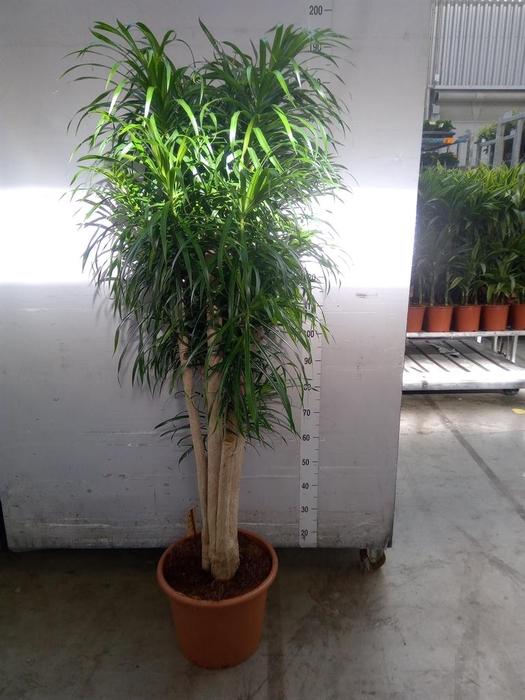 <h4>Dracaena refl. 'Anita'</h4>