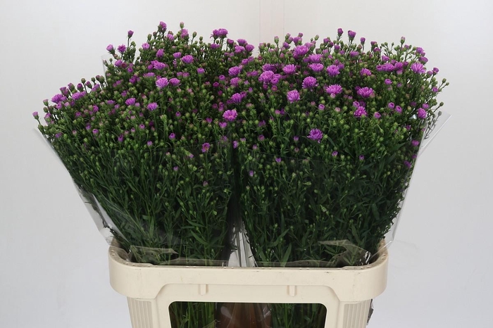 <h4>Aster Casarosa</h4>