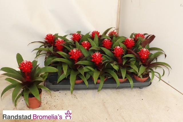 <h4>GUZM PRISCILLA</h4>