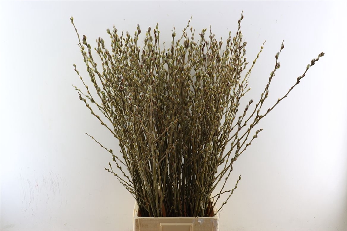 <h4>Salix Wilgenkatjes Spray Groen</h4>