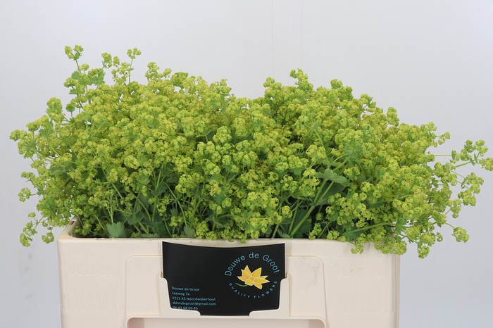 <h4>Alchemilla Mollis Robustica</h4>