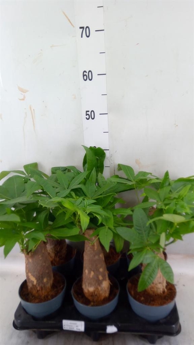 <h4>Pachira aquatica</h4>