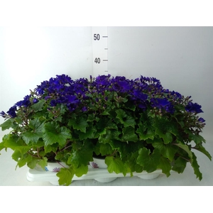 Pericallis cr. 'Senetti Blue Deep'