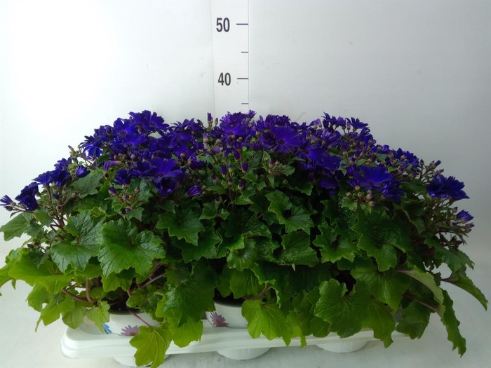 <h4>Pericallis cr. 'Senetti Blue Deep'</h4>