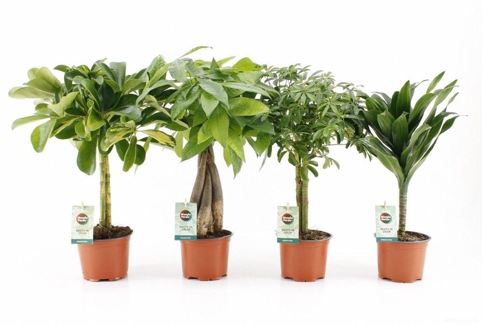 <h4>Ov Kamerplanten Gemengd Stam</h4>