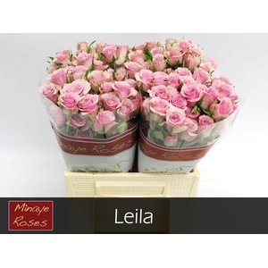 R TR LEILA